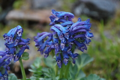Corydalis pauciflora