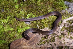 Macrocalamus chanardi