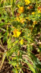 Aspalathus acanthophylla