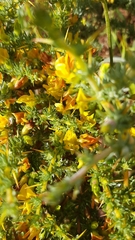 Aspalathus acanthophylla