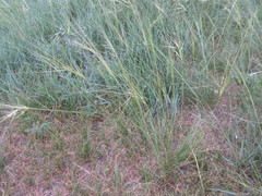 Stipa caucasica