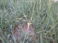 Stipa caucasica