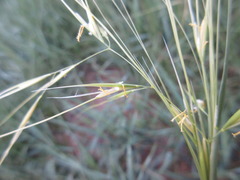 Stipa caucasica