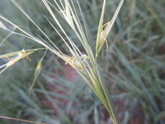 Stipa caucasica
