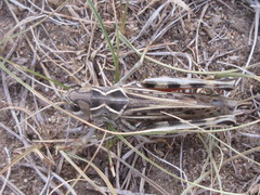 Arcyptera microptera