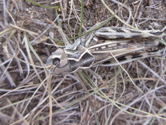 Arcyptera microptera