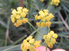 Bupleurum bicaule