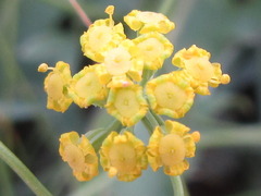 Bupleurum bicaule