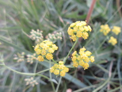 Bupleurum bicaule
