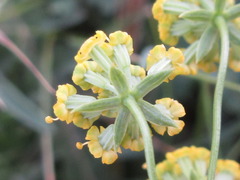Bupleurum bicaule