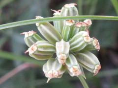 Bupleurum bicaule