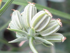 Bupleurum bicaule