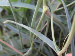 Bupleurum bicaule