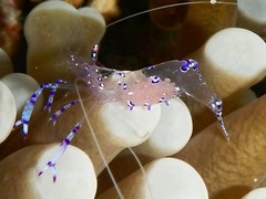 Ancylomenes sarasvati