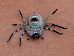 Neosparassus salacius