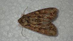 Apamea monoglypha