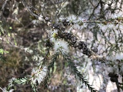 Melaleuca brevifolia
