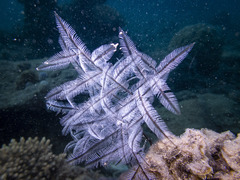 Macrorhynchia philippina