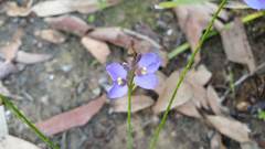 Comesperma sphaerocarpum