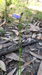 Comesperma sphaerocarpum