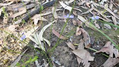 Comesperma sphaerocarpum