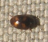 Litargus tetraspilotus