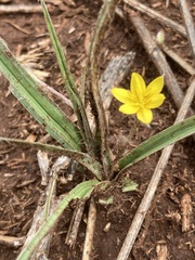 Hypoxis