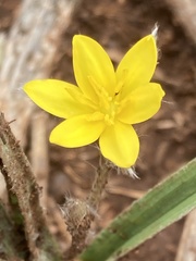 Hypoxis