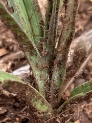 Hypoxis