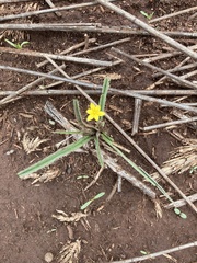 Hypoxis