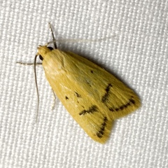 Eulechria subpunctella