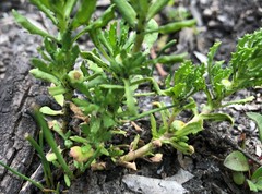 Centipeda cunninghamii