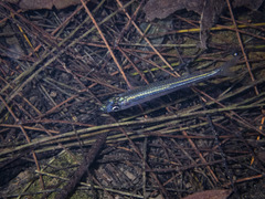 Bleheratherina pierucciae