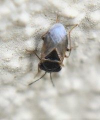 Geocoris megacephalus