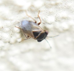 Geocoris megacephalus