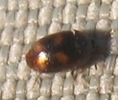 Litargus tetraspilotus