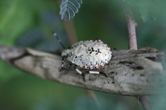 Apateticus lineolatus