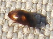 Litargus tetraspilotus