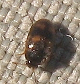 Litargus tetraspilotus