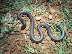 Atractaspis bibronii