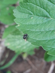 Naubolus