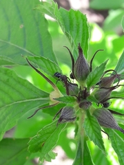 Naubolus