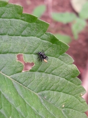 Naubolus