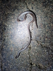 Atractaspis bibronii