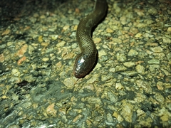 Atractaspis bibronii