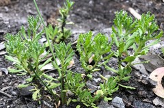 Centipeda cunninghamii