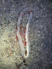 Limaformosa capensis