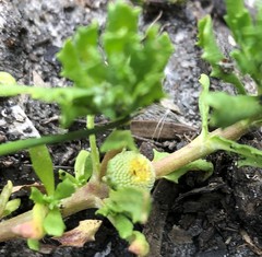 Centipeda cunninghamii