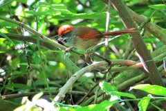 Synallaxis ruficapilla