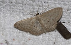 Idaea eretmopus